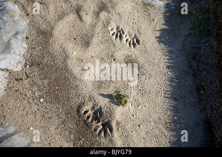 vier Hunde Pfotenabdrücke im sand Stockfoto