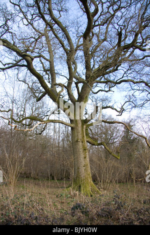 Blattlosen Baum im winter Stockfoto