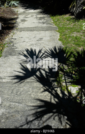 Schatten Der Palme Blatt Im Sand Karibik Stockfoto Bild