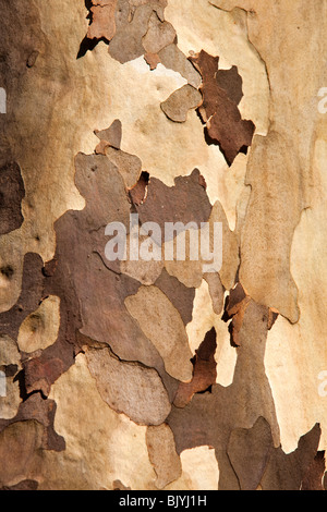 Indien, Tamil Nadu, Udhagamandalam (Ooty), botanische Gärten, fleckige Rinde von Eukalyptus-Baum Stockfoto