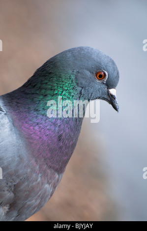 Taube-Profil Stockfoto