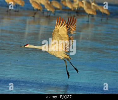 Sandhill Kran im Flug Stockfoto