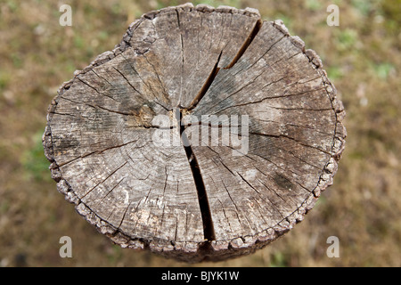 Log-Stück mit unscharfen Hintergrund Stockfoto