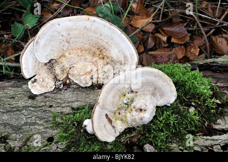 Klumpig Halterung (Trametes Gibbosa) auf Baumstumpf Stockfoto