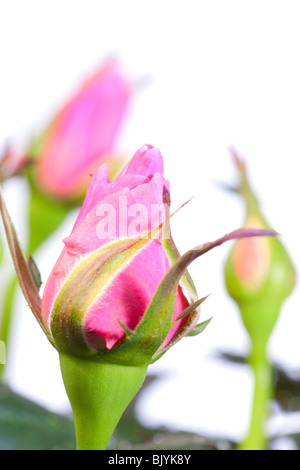 Explosive Knospe der rose Blume isoliert auf weiss Stockfoto