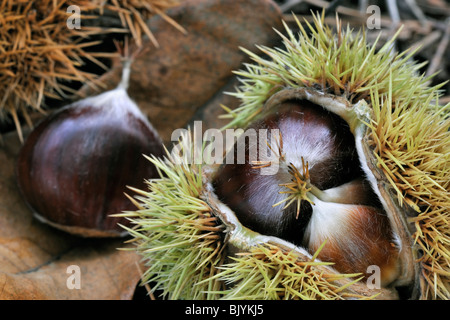 Close-Up der stacheligen Cupules mit Muttern der Edelkastanie (Castanea Sativa) Stockfoto