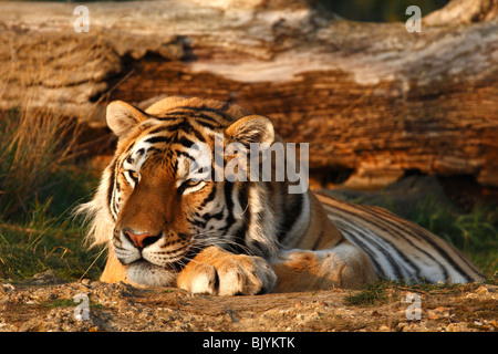 Sumatra-Tiger Verlegung vor einem umgestürzten Baum in der Abendsonne.