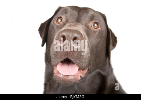 Isolierte Schuss von einem lächelnden Chocolate Labrador Stockfoto