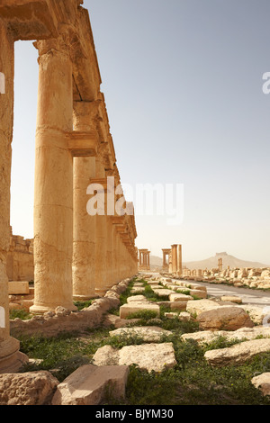 Syrien Palmyra grand Kolonnade und arabischen Hill fort Stockfoto