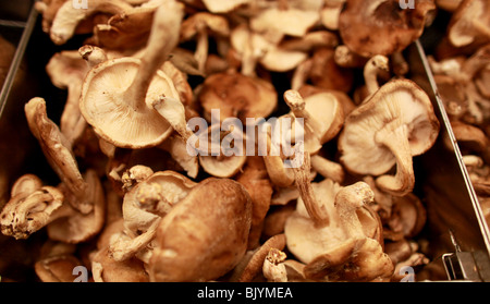 Shiitake-Pilze in Supermarkt, Markt einstellen.  Gruppe von Pilzen, Bio, aufgewachsen in Pennsylvania, USA Stockfoto