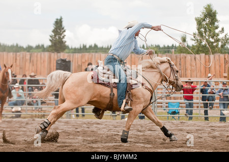 Kalb roping im T'suu Tina Rodeo, Bragg Creek, Alberta, Kanada Stockfoto