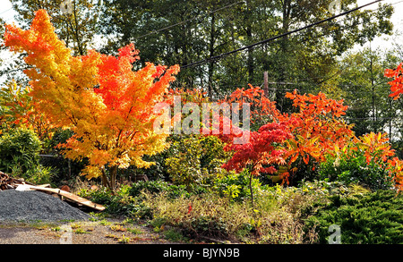 Dieses Bild zeigt kleine Bäume in ihren herbstlichen Glanz Gold, rot und Scarlets in einen kleinen Hof mit immergrünen Sträucher in der Nähe Stockfoto