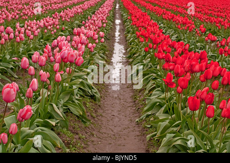 Dieses Bild zeigt eine Unendlichkeit von Reihen von hell rosa und roten Tulpen nach einem Frühlingsregen, komplett mit Regentropfen auf Blütenblätter. Stockfoto