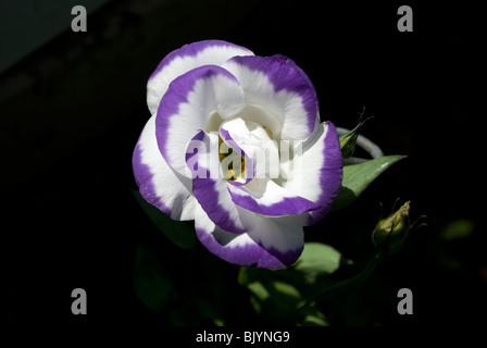 Eine Variante einer Lisianthus (Eustoma Russellianum) Blume in voller Blüte von einem Wohn Garten in Waupaca, Wisconsin. Stockfoto