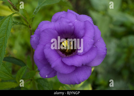 Eine Lisianthus (Eustoma Russellianum) Blume in voller Blüte von einem Wohn Garten in Waupaca, Wisconsin. Stockfoto