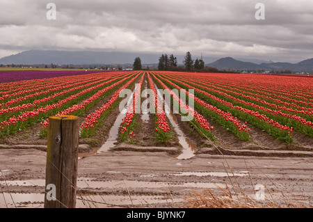 Diese landwirtschaftliche Bild ist eine große Tulip Farm mit Reihen von zweifarbige Tulpen in einem Bruch einer Feder Sturm. Dunkle Wolken Webstuhl Stockfoto