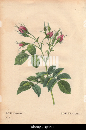 Evrat ist rose mit karminroten Knospen (Rosa Evratina). Rosiger d'Evrat. Stockfoto