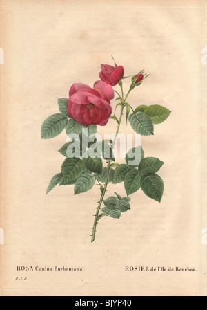 Bourbon rose mit großen rosa und rote Blüten (Rosa Canina Burbonia). Stockfoto