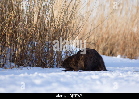 Europäischer Biber zu Fuß zu der Höhle Stockfoto