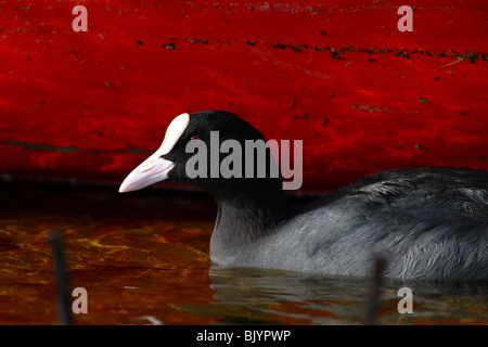 Blässhuhn (Fulica Atra) Hintergrund rot (Boot). Stockfoto