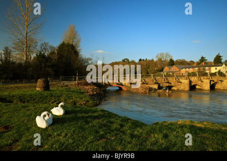 Paar Höckerschwäne, neben den Osten Brücke Tilford. Stockfoto