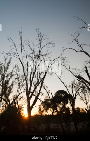 Red Gum Bäumen betroffen von der Dürre in Echuca, Australien. Stockfoto