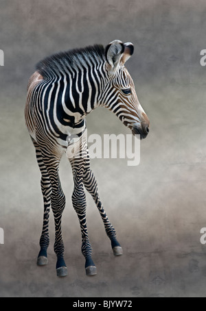 GREVY Zebra Fohlen (Equus Grevyi) Stockfoto