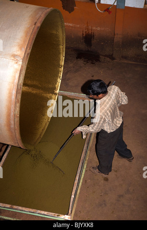 Indien, Tamil Nadu, Udhagamandalam (Ooty), Teefabrik, verlässt der Mann Rechen verarbeiteten vor der Gärung Stockfoto