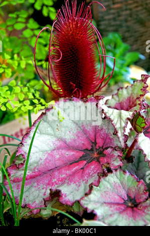 Dieses Foto ist eine seltene Pflanze namens Silber eingefasst Rex Begonia mit tief zerzauste umrandete Blätter und schöne bunte Textur. Stockfoto