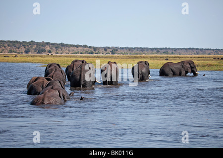 Afrikanische Elefanten über den Chobe Fluss im Norden Botswanas Richtung Kasikili/Seduku für frische Vegetation. Stockfoto