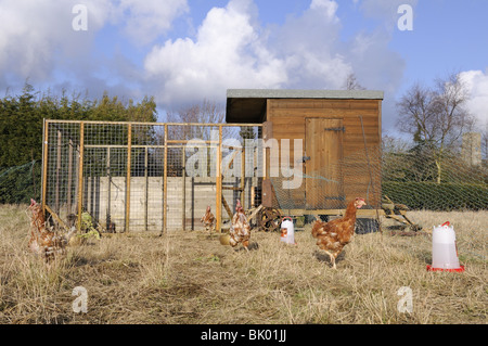 Gerettet Ex Legebatterien, (Hybriden), vernetzten erneut auf ländlichen Zuteilung, genießt aus Freilandhaltung Ruhestand, Norfolk, Großbritannien, Februar Stockfoto