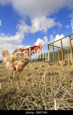 Gerettet Ex Legebatterien, (Hybriden), vernetzten erneut auf ländlichen Zuteilung, genießt aus Freilandhaltung Ruhestand, Norfolk, Großbritannien, Februar Stockfoto