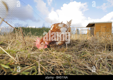 Gerettet Ex Legebatterien, (Hybriden), vernetzten erneut auf ländlichen Zuteilung, genießt aus Freilandhaltung Ruhestand, Norfolk, Großbritannien, Februar Stockfoto