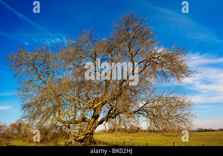 Baum eingebettet in die verbleibenden 2,8 Km Stein Mauern Calleva Atrebatum Roman Stadt geht England UK Stockfoto