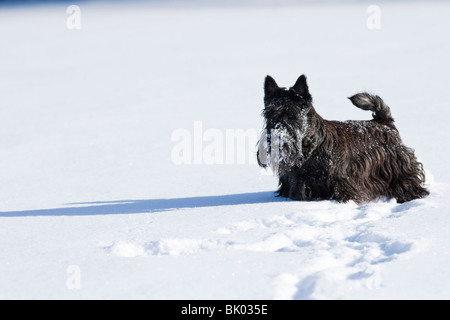 Scottish Terrier im Schnee Stockfoto