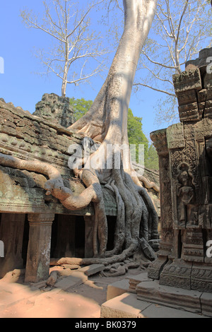 TA, Prom, Tempel, Angkor, Kambodscha Stockfoto