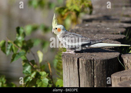 Nymphensittich, oder Kakadu Papagei oder Quarrion, Weero (Nymphicus Hollandicus). Papagei im Park. Stockfoto