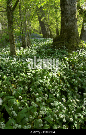 Bärlauch und Glockenblumen im Wald. Dorset, UK Mai 2008 Stockfoto