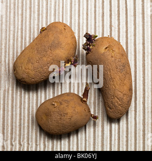 Drei Kartoffeln Saatkartoffeln mit Tubours, Charlotte Sorte, zweite früh Stockfoto