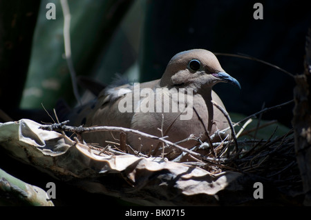 Mourning Dove, Zenaida Macroura nisten in einem Feigenkaktus in Tucson Arizona. Stockfoto