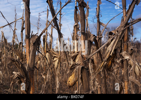 Eine getrocknete Ohren Mais links auf einen Stock in einem abgebrannten Kornfeld. Stockfoto