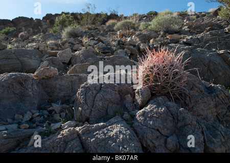 Roten Fass Kaktus wächst unter den vulkanischen Gesteinen in Ash Meadows National Wildlife Refuge, Amargosa Valley Nevada Stockfoto