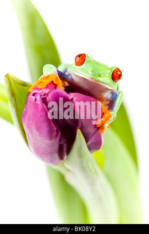 Red eyed Laubfrosch sitzt auf Tulpe Stockfoto