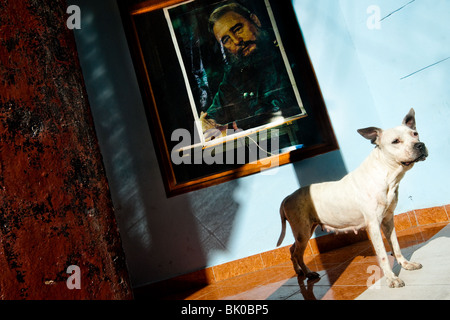 Eine weiße Grube Stier Terrier steht vor einem Porträt von Fidel Castro, hing an der Wand in Havanna, Kuba. Stockfoto