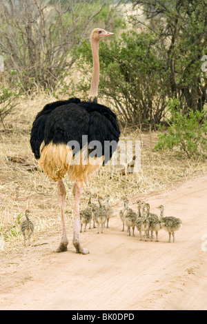 Strauß mit Young - Tarangire Nationalpark, Tansania Stockfoto