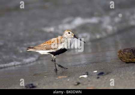 Alpenstrandläufer - spucken Spencer State Park - Lopez Island, Washington USA Stockfoto