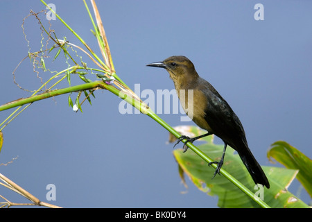 Boot-angebundene Grackle (weiblich) - grüne Cay Feuchtgebiete - Delray Beach, Florida USA Stockfoto