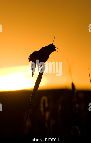 Rotschulterstärling in den Sonnenuntergang - Steamboat Rock State Park - Washington, USA Stockfoto