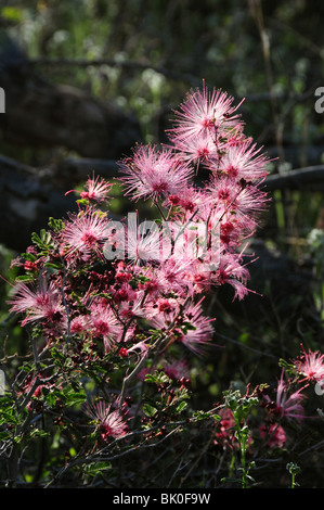 Fee Duster, (Calliandra Eriophylla), wächst in der Sonora-Wüste in Tucson Mountain Park, Tucson, Arizona, USA. Stockfoto