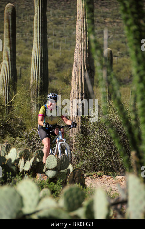 Ein Radfahrer fährt mit Saguaro Kaktus (Carnegiea Gigantea) in der Sonora-Wüste auf dem Starr Pass Trail in Tucson, Arizona, USA. Stockfoto